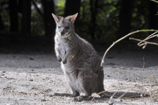 Wallaby spotted wandering loose in Berlin