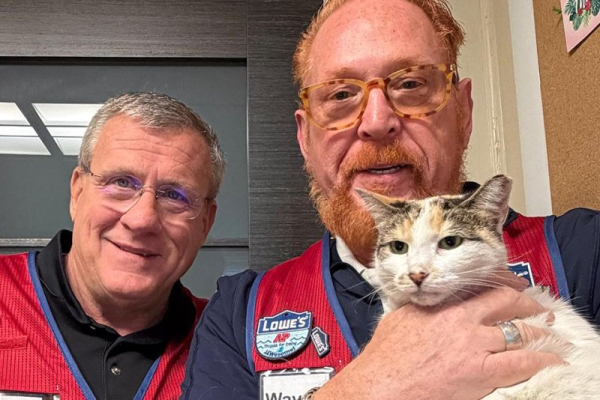 Cat back at home at Lowe's store after stowing away in a truck