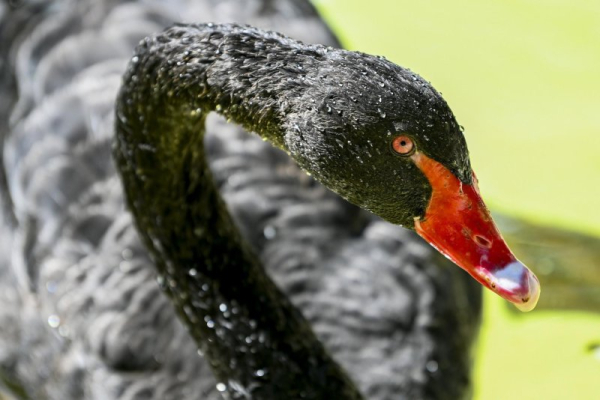 English town ejects black swan that tried to drown local birds