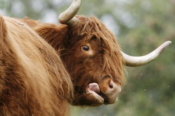 Miniature Scottish Highland bull on the loose in Connecticut