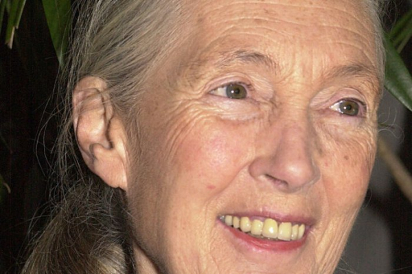 Netflix honors Jane Goodall with 'Famous Last Words'