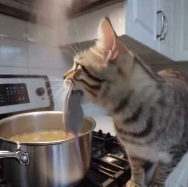 Security camera catches cat dropping mouse into human family's dinner