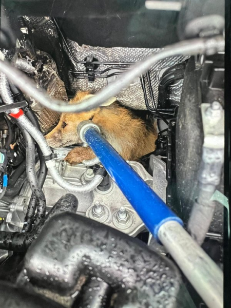 Amazon driver finds fox trapped in engine of delivery van