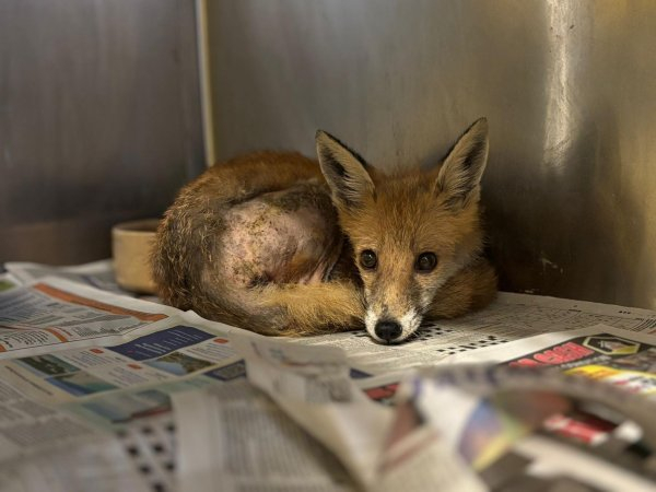 Amazon driver finds fox trapped in engine of delivery van