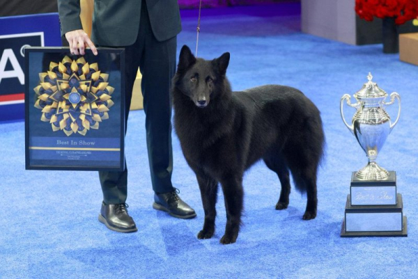 Belgian Sheepdog Soleil crowned the winner of the National Dog Show