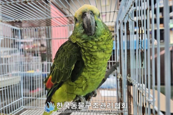 Coffee-stealing parrot captured at South Korean cafe