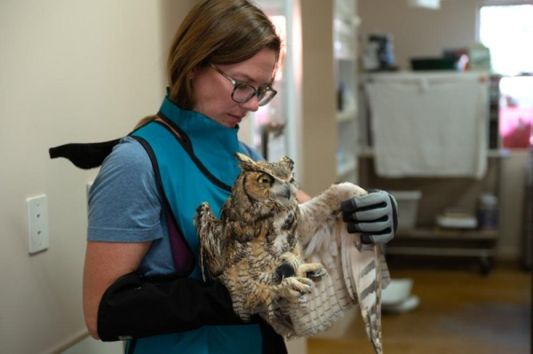 Concrete-covered owl rescued after falling into mixer in Utah
