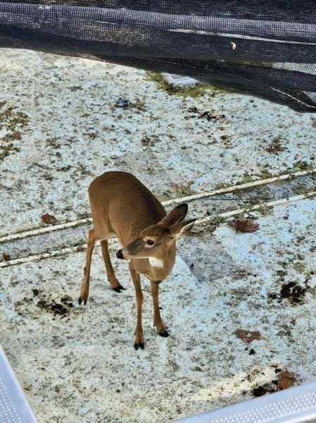 Deer wanders into Indiana theme park, gets trapped in pool