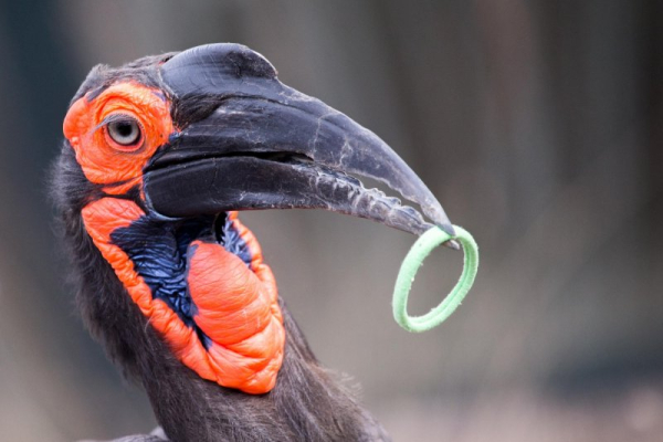 California zoo's escaped hornbill found at country club
