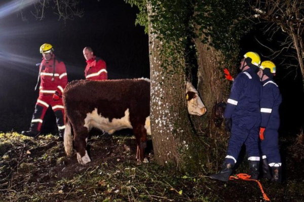 Firefighters rescue cow with head stuck between two trees