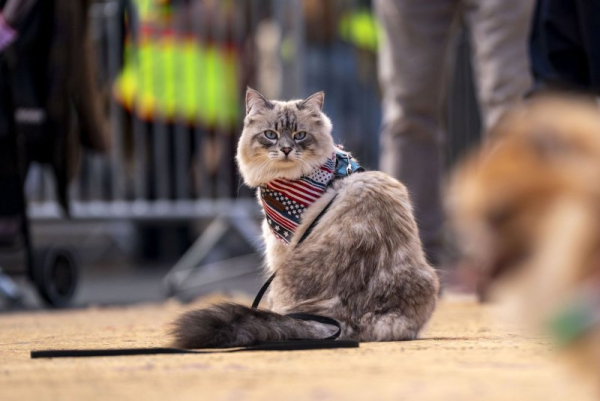 Furry felons: 5 true stories of creature crime