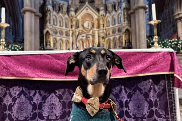 Pets pack the pews at London church for annual carol services Pets pack the pews at London church for annual carol services