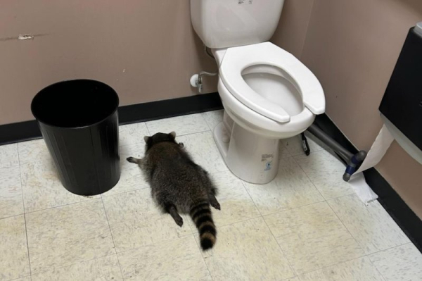 Raccoon ransacks liquor store, passes out drunk in bathroom