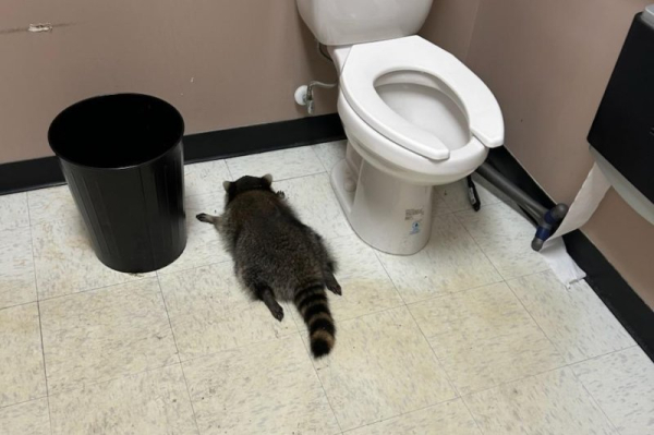 Virginia's drunk raccoon exposed as serial offender
