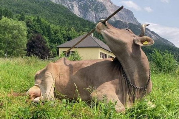 Austrian researchers document first case of a cow using a tool