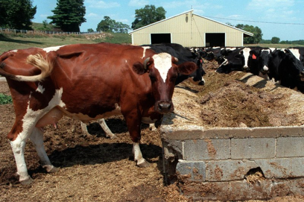 40 cows on the loose in Virginia following crash