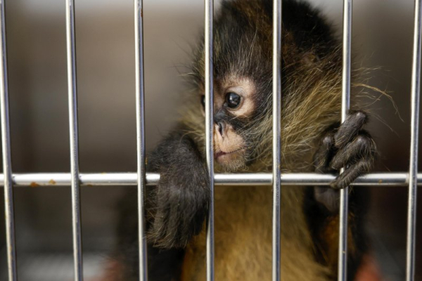 Diaper-wearing monkey tries to enter Michigan home