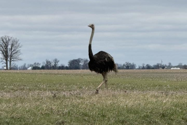 Ohio drivers urged to beware of loose ostrich Ohio drivers urged to beware of loose ostrich