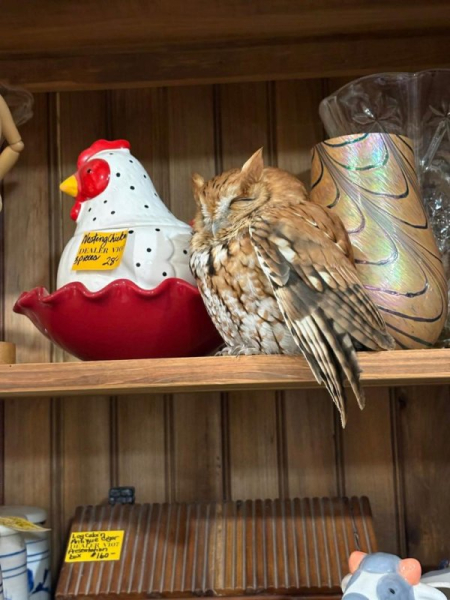 Owl found napping on antique store shelf in New York