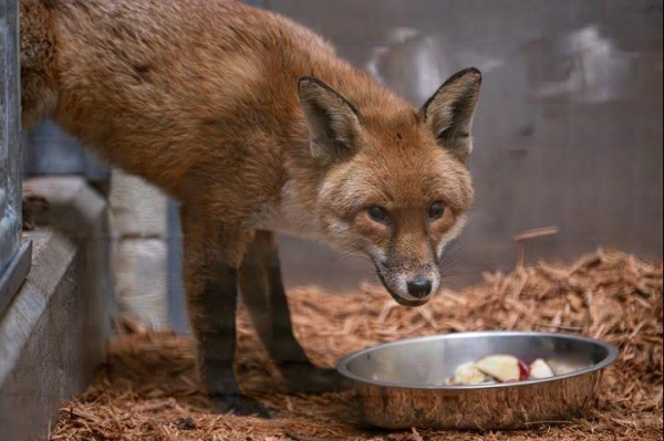 Red fox stows away on cargo ship from England to United States