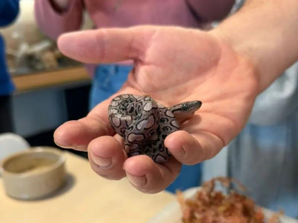 Snake at British college gives virgin birth for a second time Snake at British college gives virgin birth for a second time