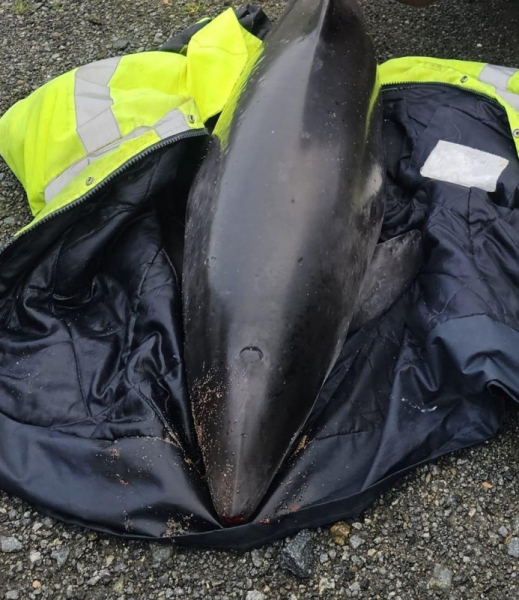 Stranded porpoise returned to open waters in Guernsey