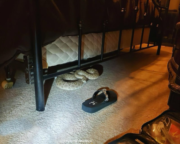 Trespassing rattlesnake makes late night visit to Texas bedroom Trespassing rattlesnake makes late night visit to Texas bedroom