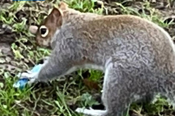 'Vaping' squirrels spark warnings from experts 'Vaping' squirrels spark warnings from experts