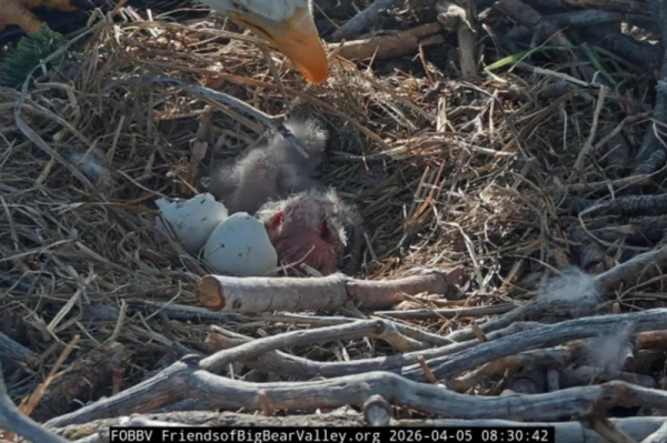 Big Bear bald eagles welcome two babies to the nest
