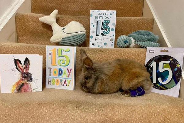 British bunny officially the world's oldest rabbit at 15