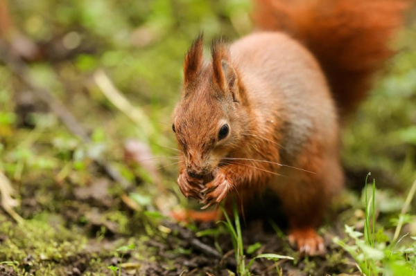 England nature festival organizers clarify it is not a nudist event