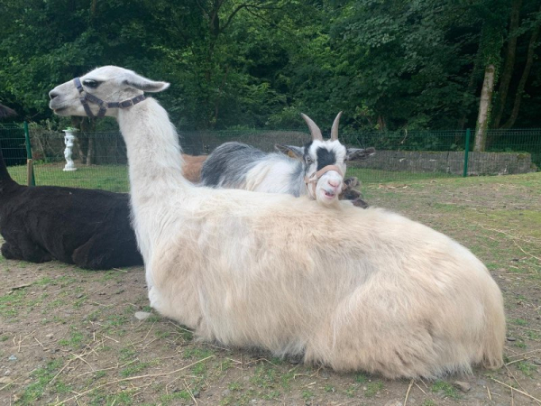 Llama and two pygmy goats escape farm, block traffic