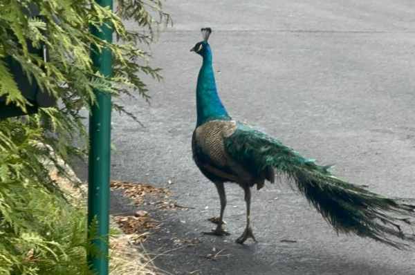 Loose peacock evades capture in Pennsylvania