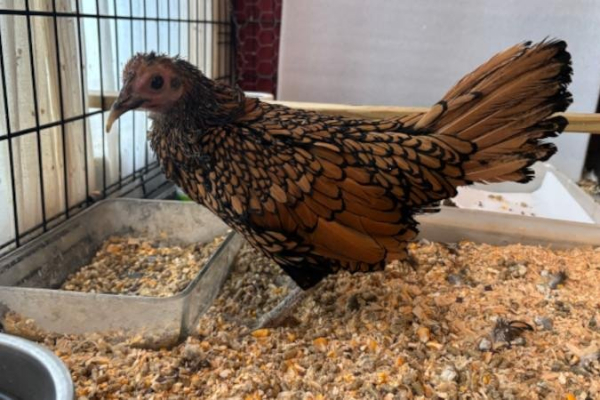 Maine chicken becomes oldest in the world at 15 years old