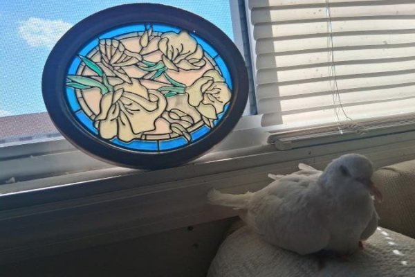 Missouri pet named world's oldest dove at the age of 44 Missouri pet named world's oldest dove at the age of 44