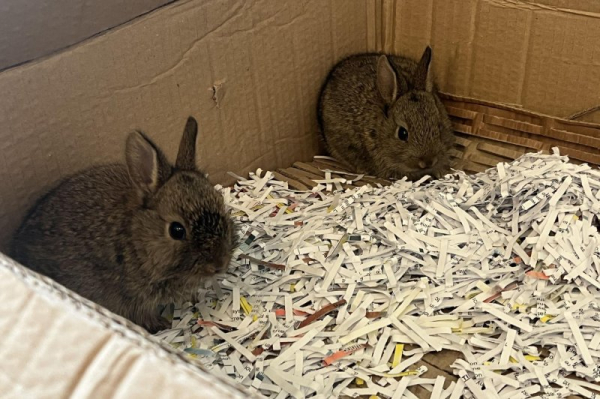 Three baby rabbits stow away to oil rig in Europe's North Sea