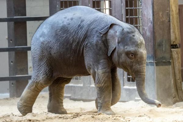 Three sentenced for fake bear attack insurance scam