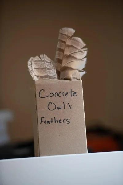 Concrete-covered owl returns to the wild after feather surgery Concrete-covered owl returns to the wild after feather surgery