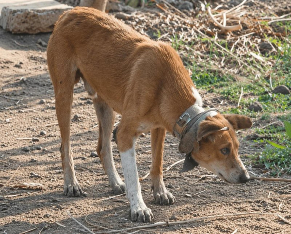 Dog with stainless steel kettle stuck around his neck rescued in India Dog with stainless steel kettle stuck around his neck rescued in India
