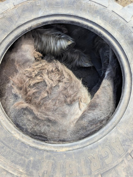 Equine extraction: Stuck pony rescued from tractor tire Equine extraction: Stuck pony rescued from tractor tire
