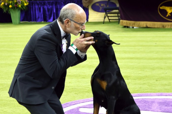 Netflix to air the Westminster Kennel Club Dog Show in 2027 Netflix to air the Westminster Kennel Club Dog Show in 2027