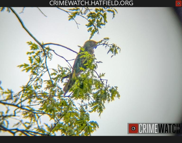 Police seek owner of loose parrot spotted in Pennsylvania
