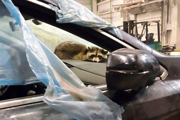 Wildlife wanderlust: 5 stories of animal stowaways