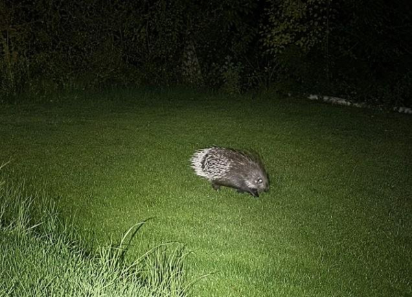 Expert called to catch loose porcupine recognizes his own pet