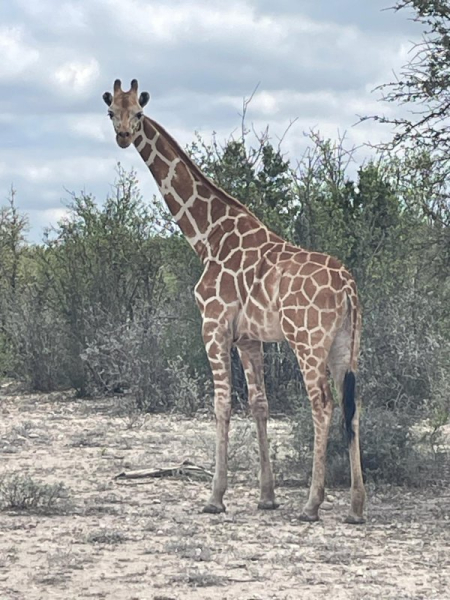 Giraffe on the loose after Texas ranch escape Giraffe on the loose after Texas ranch escape