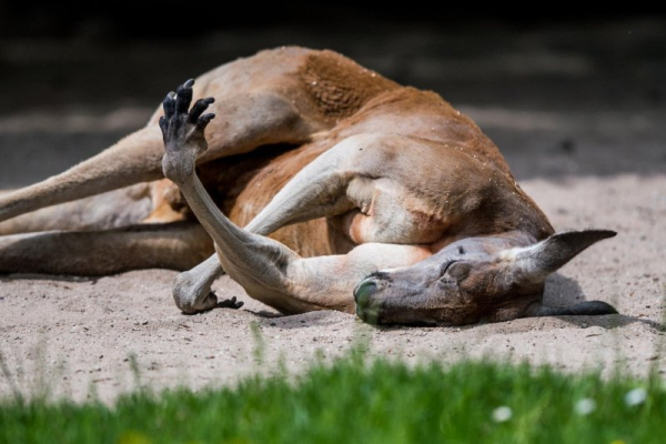 Kangaroo escapes owner's property in Kentucky Kangaroo escapes owner's property in Kentucky