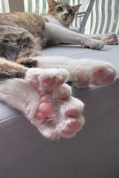 Michigan kitten born with record-tying 28 toes