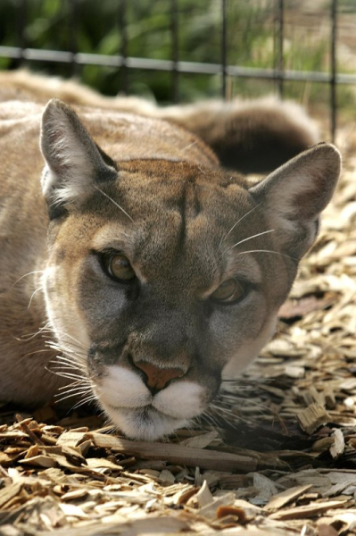 'Mountain lion' caught on camera in Kentucky identified as bobcat 'Mountain lion' caught on camera in Kentucky identified as bobcat