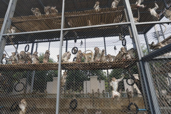 Nearly 100 monkeys escape enclosure in Thailand Nearly 100 monkeys escape enclosure in Thailand