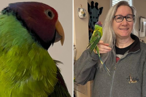 Parakeet named Spoodles named world's oldest at 32